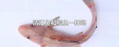 ​清江鱼和鮰鱼一样吗
