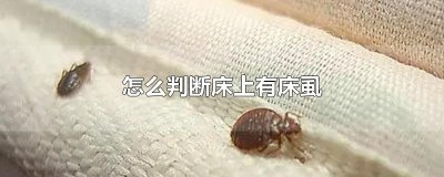 ​怎么判断床上有床虱