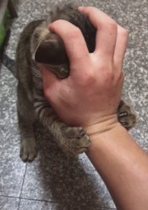 ​养猫久了才懂，猫抱着你的手“又咬又蹬”，有这些意思