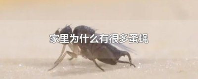 ​家里为什么有很多蚤蝇