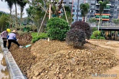 ​300万的工程利润近100万，都说绿化工程赚钱，但没想到会这么赚钱