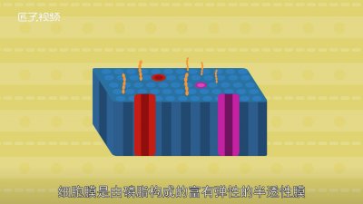 ​细胞膜成分有哪些