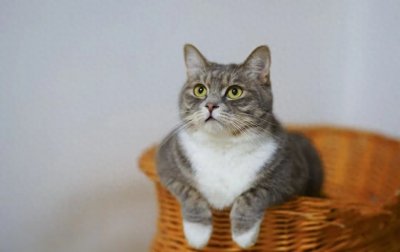 ​新手养猫，是养公猫好还是母猫好？