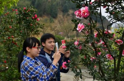 ​四川宜宾龙茶花海景区大型四季花海