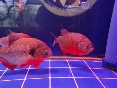 ​鱼换水要注意什么（每次给小鱼换水都需要加什么东西）