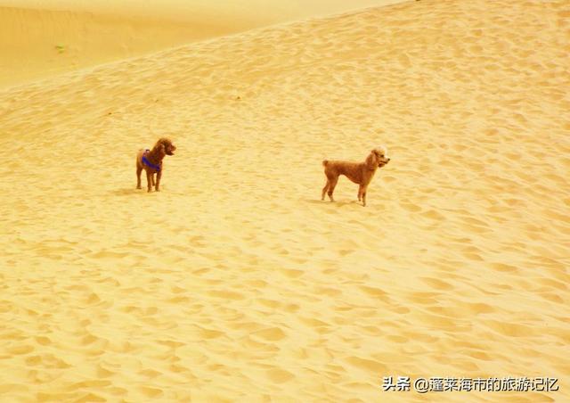 宁夏沙坡头游玩攻略路线（畅游宁夏沙坡头）(38)