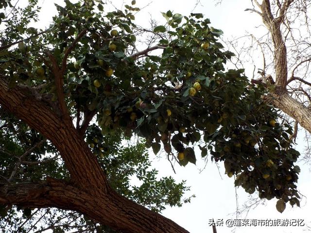 宁夏沙坡头游玩攻略路线（畅游宁夏沙坡头）(17)