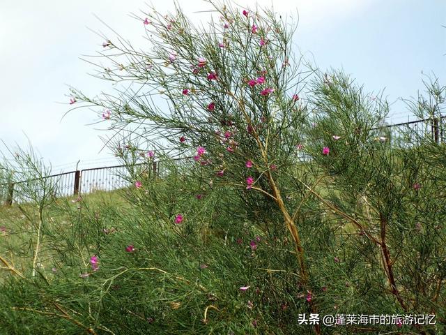 宁夏沙坡头游玩攻略路线（畅游宁夏沙坡头）(25)