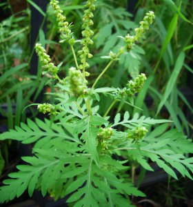 ​豚草是什么植物（一文了解豚草所属的植物类型）