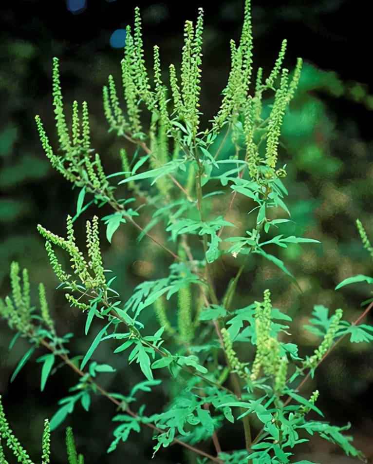 豚草是什么植物（一文了解豚草所属的植物类型）
