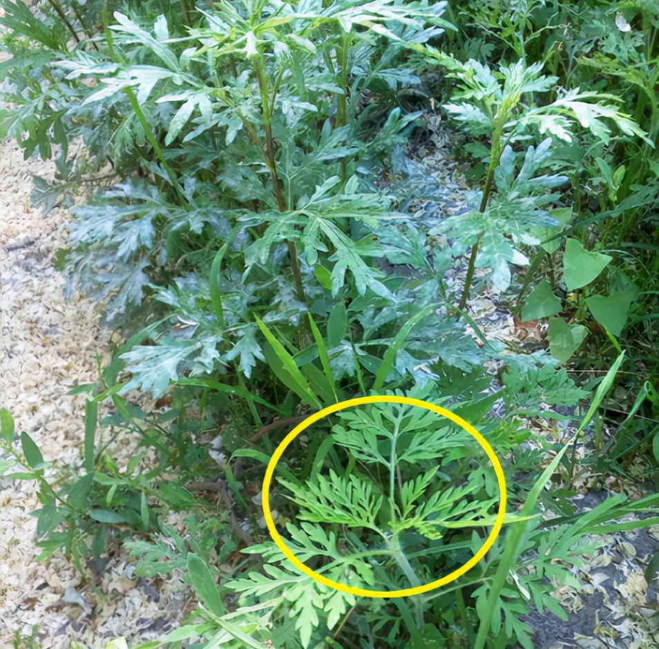 豚草是什么植物（一文了解豚草所属的植物类型）