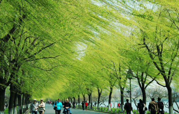 杭州西湖图片大全风景,雨中的西湖为什么美图4
