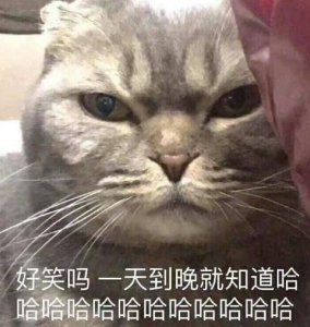 ​25张大脸猫图片，让你一秒变不开心的表情包