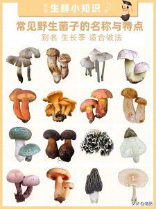 ​常见野生菌子的名称与特点