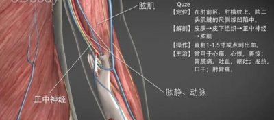 ​曲泽穴—清热凉血