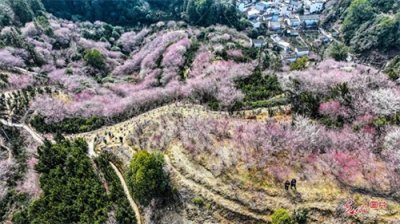 ​卖花渔村红梅艳