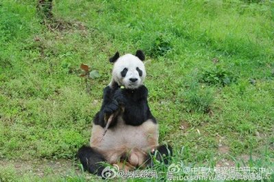 ​大熊猫盼盼离世 走好！我们的盼盼