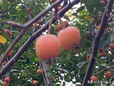 ​石字旁加个乐（石字旁加乐念什么）