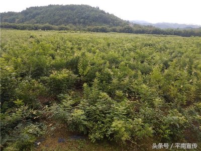 ​种植牛大力 平南这位村支书带领村民开辟致富新法宝