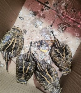 ​群众捡到4只大沙锥幼鸟 民警野外放生