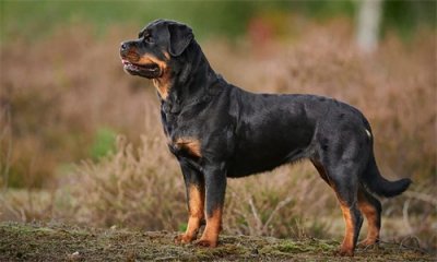 ​成都将罗威纳列入禁养犬种最新目录，罗威纳为何是最危险犬种之一