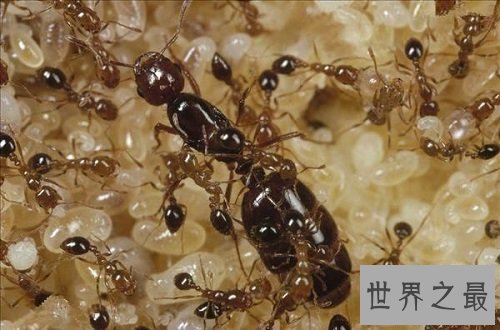 世界十大可怕蚂蚁，每一种都让人毛骨悚然！