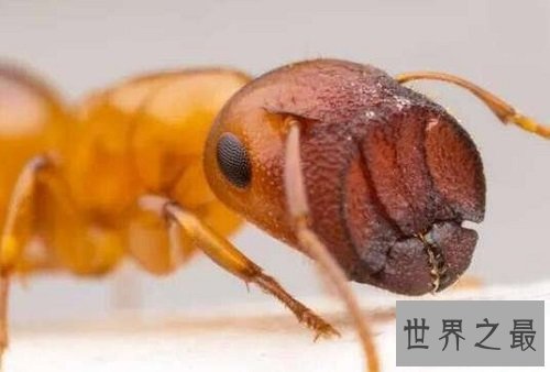 世界十大可怕蚂蚁，每一种都让人毛骨悚然！