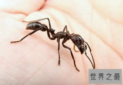 ​世界十大可怕蚂蚁，每一种都让人毛骨悚然！