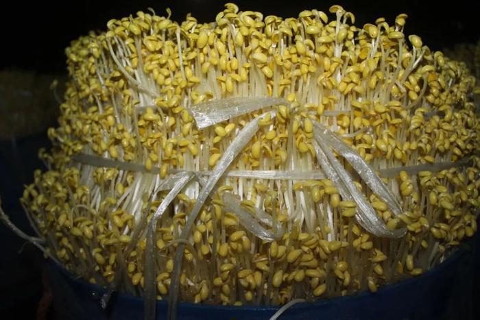 “毒鸡爪”、“毒豆芽”曝光！激素超标可致癌，看完还敢吃吗？