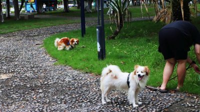 ​东莞：公共场所犬便问题引热议，民主党派人士建议综合施策