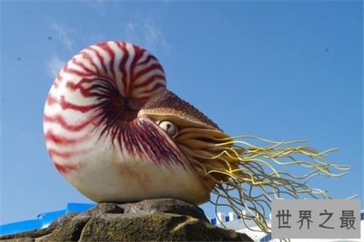 ​世界上最古老的海螺，在地球上已经存在了五亿年！