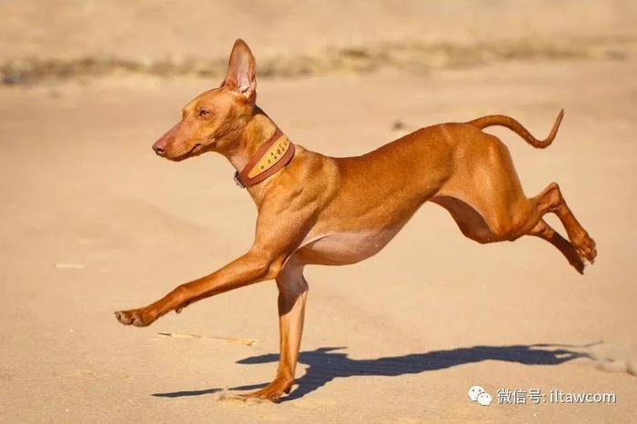 世界犬种-法老王猎犬