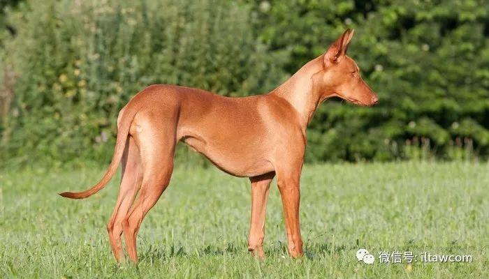 世界犬种-法老王猎犬