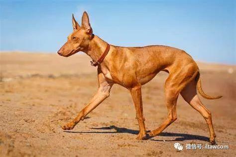 世界犬种-法老王猎犬