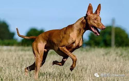 世界犬种-法老王猎犬