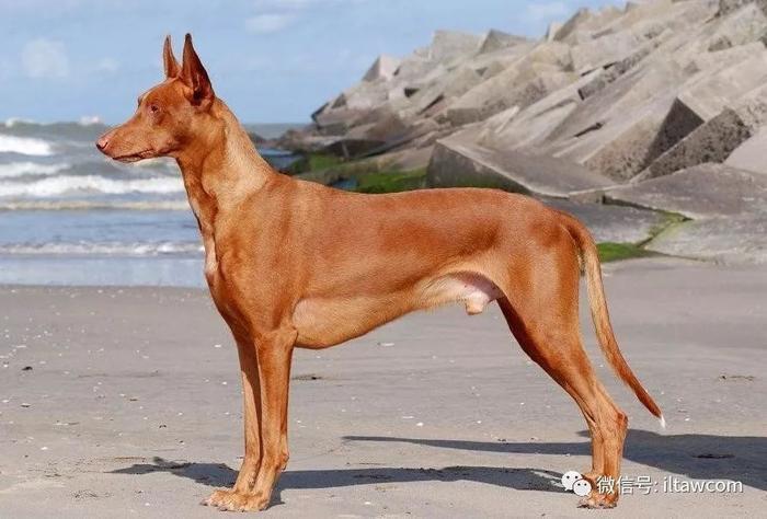 世界犬种-法老王猎犬