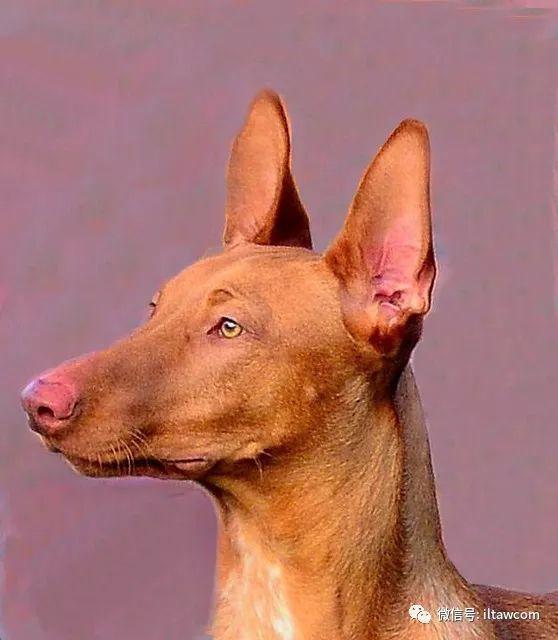 世界犬种-法老王猎犬