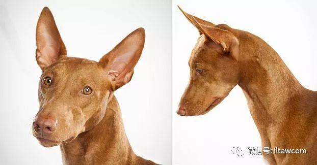 世界犬种-法老王猎犬