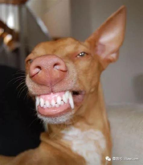 世界犬种-法老王猎犬