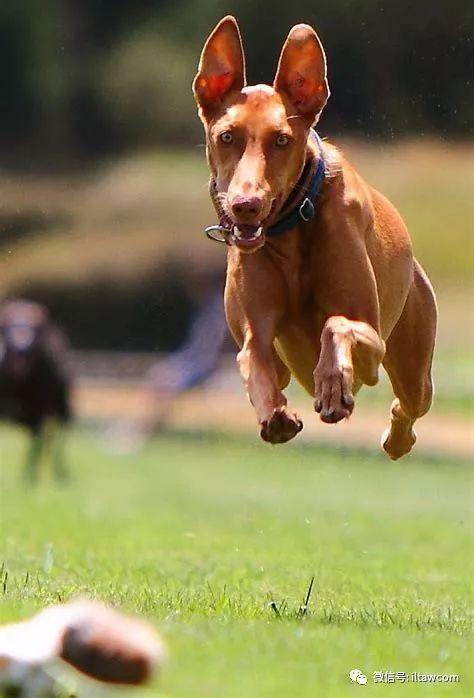 世界犬种-法老王猎犬