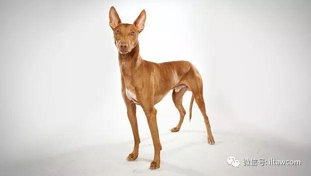世界犬种-法老王猎犬