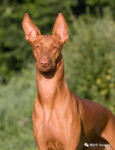 ​世界犬种-法老王猎犬