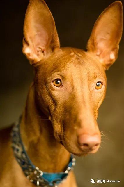 世界犬种-法老王猎犬