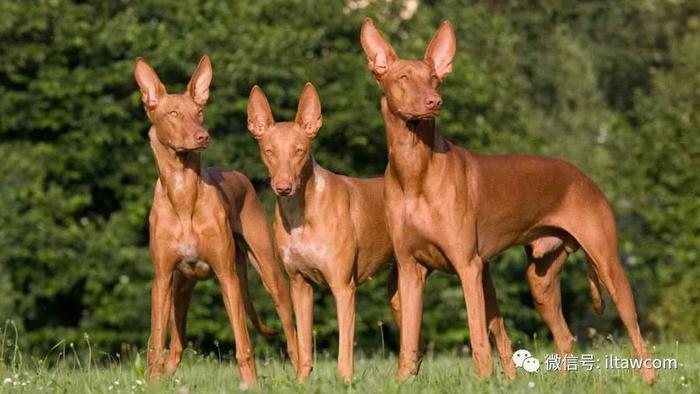 世界犬种-法老王猎犬