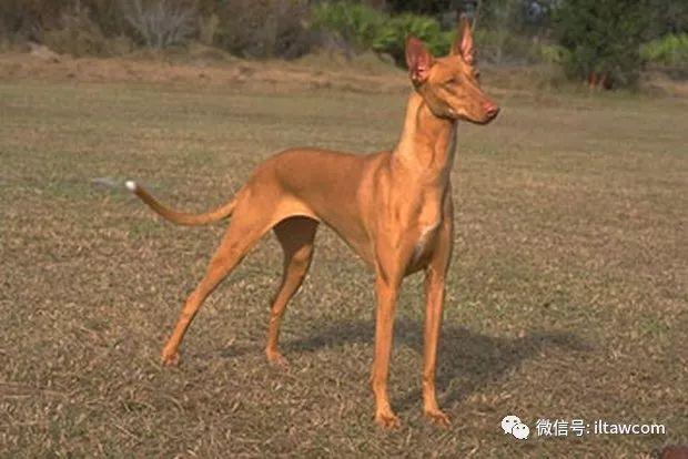 世界犬种-法老王猎犬