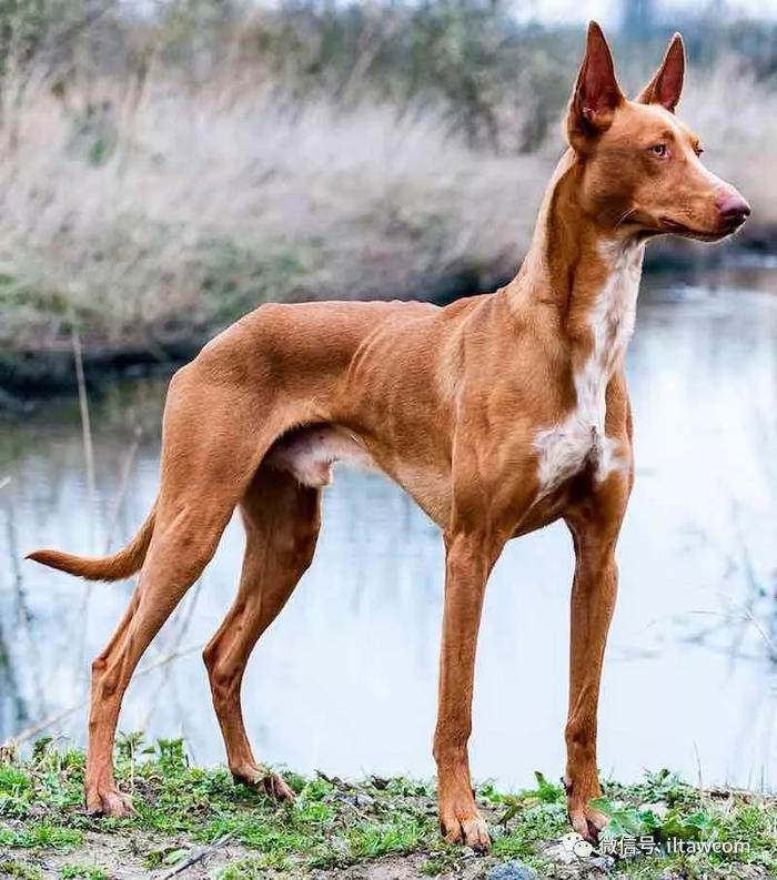 世界犬种-法老王猎犬