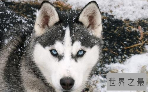 养哈士奇的十大禁忌，第五点千万不要轻易触碰！