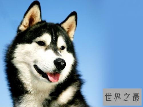 养哈士奇的十大禁忌，第五点千万不要轻易触碰！