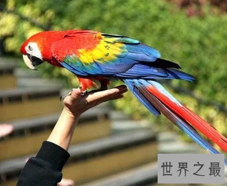 全世界最特别的十种鸟类，出乎意料的各种形态！