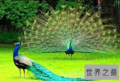 ​全世界最特别的十种鸟类，出乎意料的各种形态！